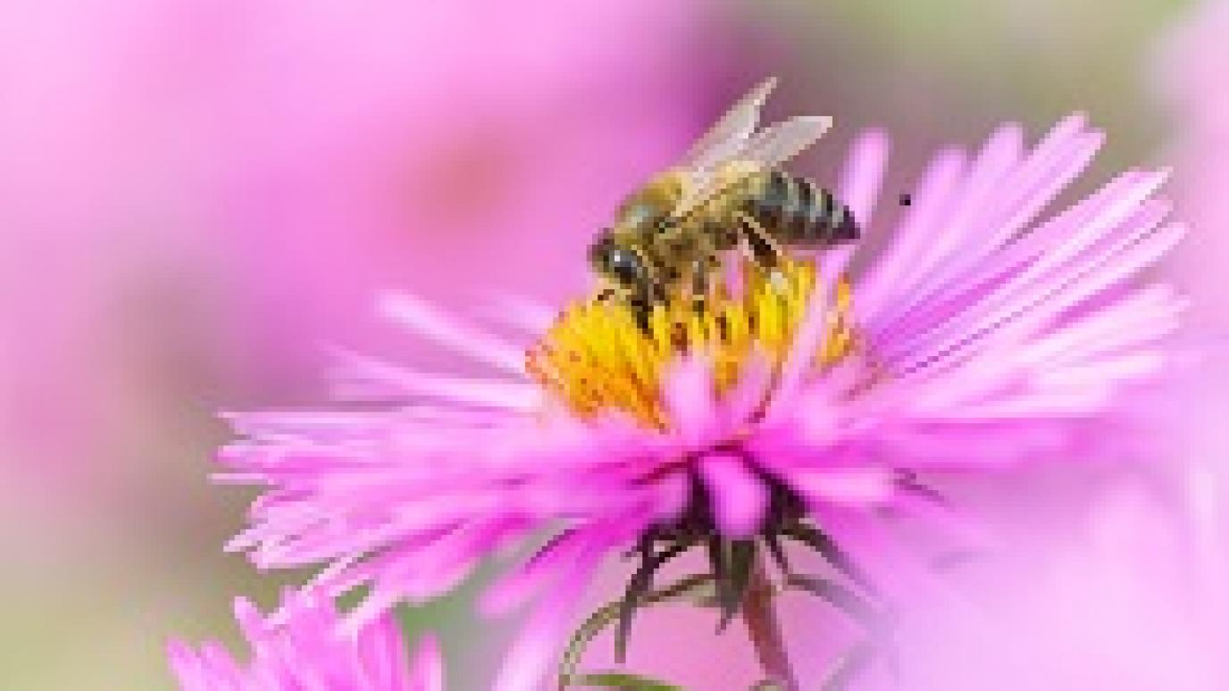 Bee on Pink Flower