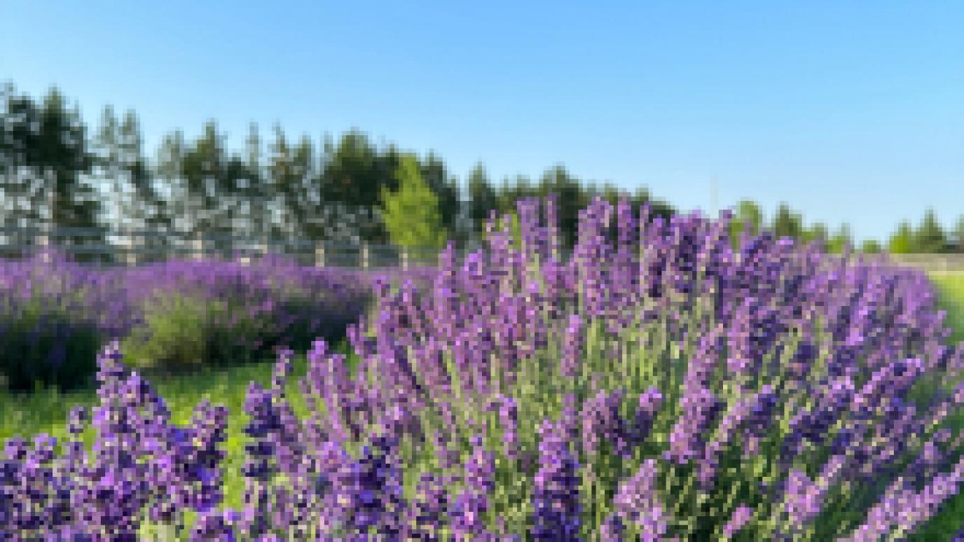 field of lavender