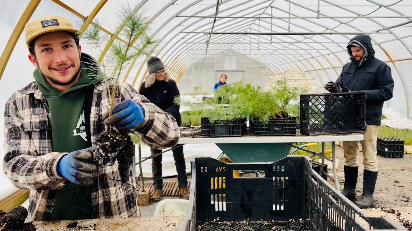 Green Legacy staff in green sweater and plaid shirt wrapping seedlings