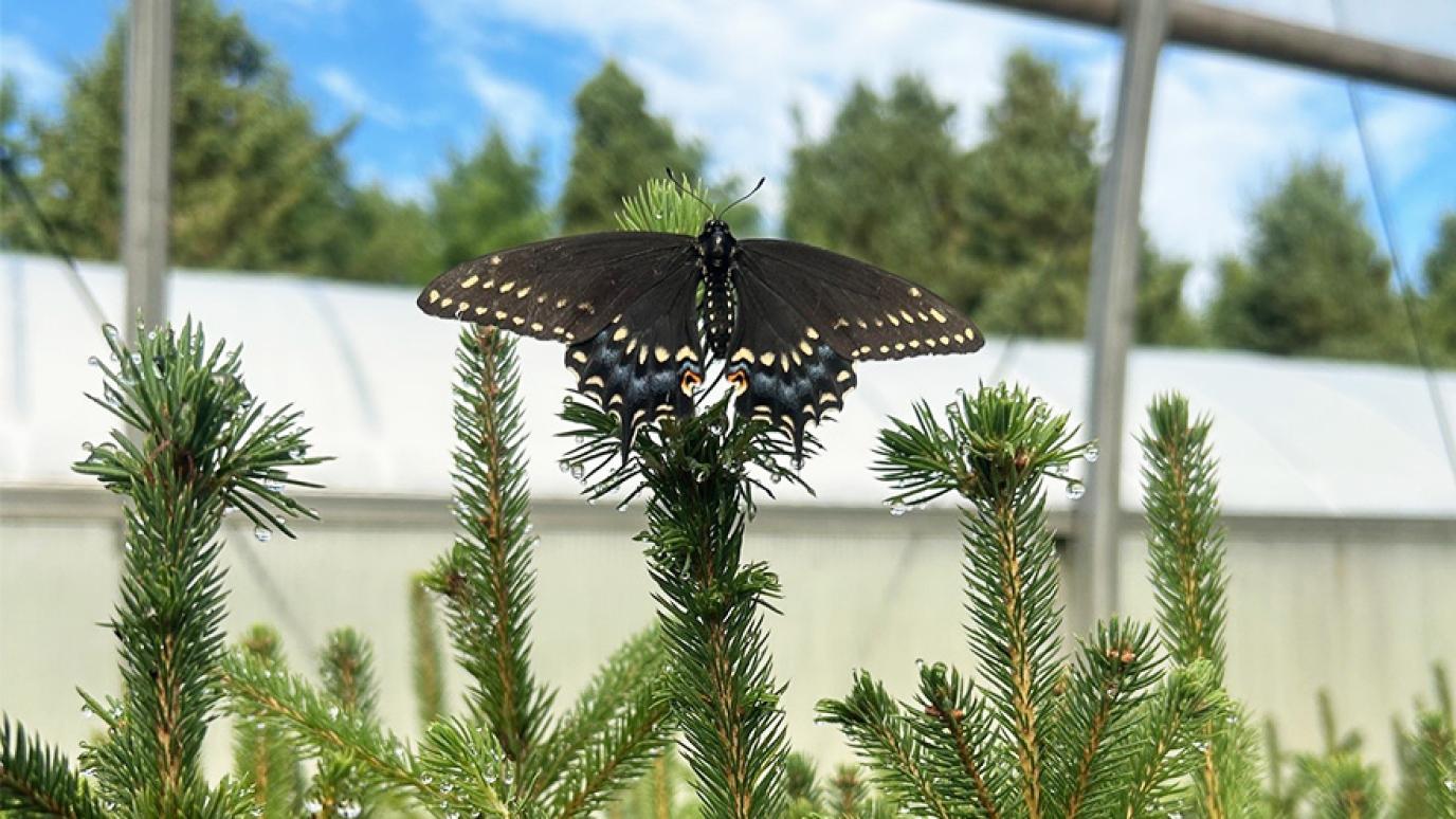 Black butterfly with yellow spots sitting a top a seedling with blue skies in the background.