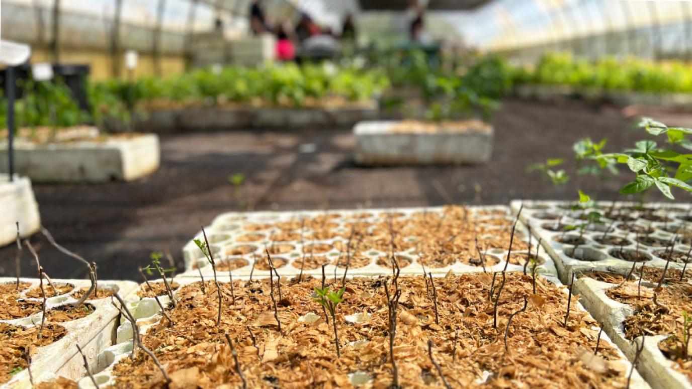 Hundreds of seedlings growing in a block.