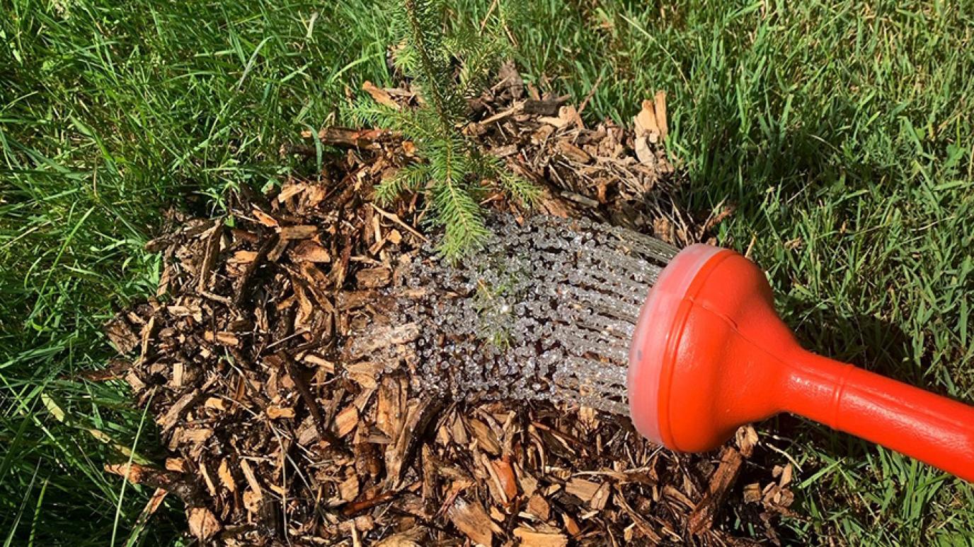 Orange watering can pouring water on a small newly planted seedling.