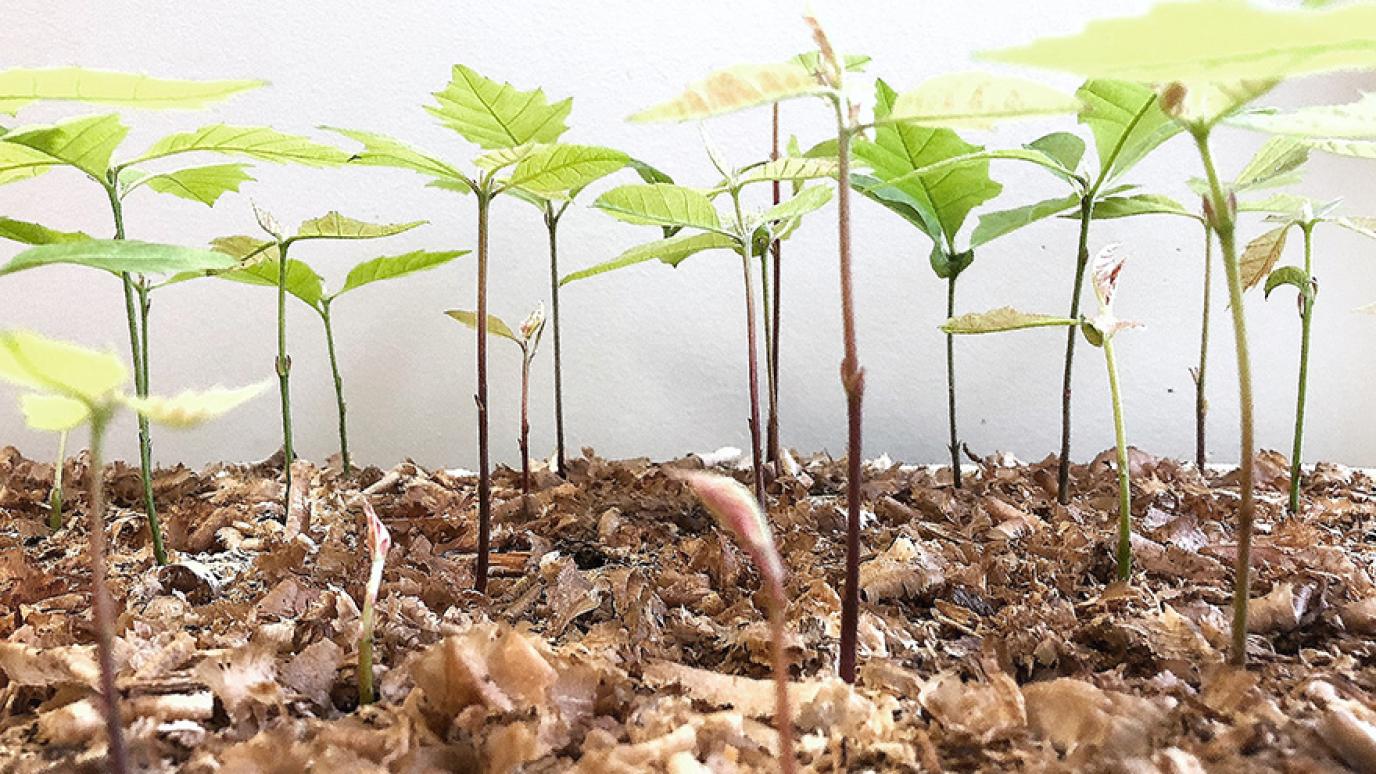 Block filled with mulch and multiple tree seedlings growing out of it.
