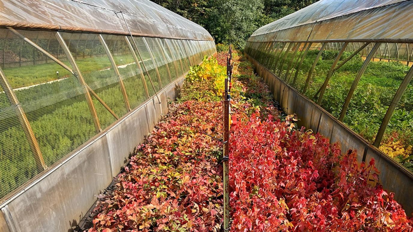 Seedlings with changing autumnal leaves lined up against two Green Legacy greenhouses.