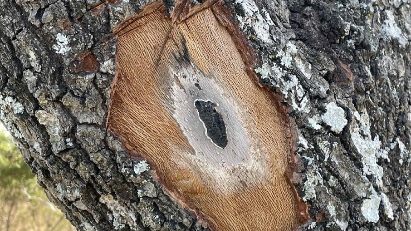 Tree with bark falling off and an black dot of fungus in the centre of it.