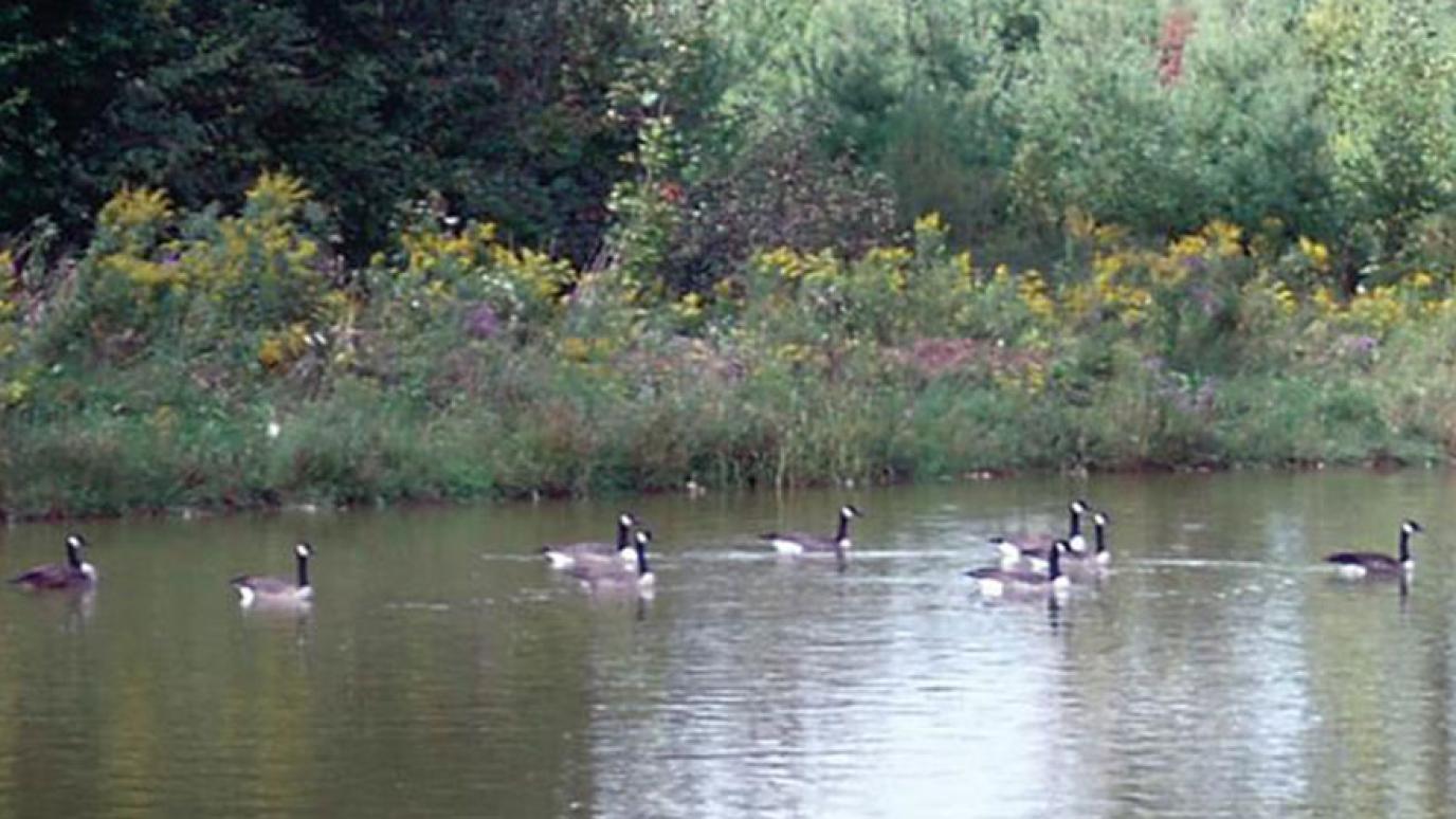 Canada geese swim in a pond