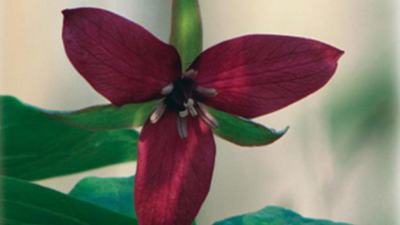 Red Trillium