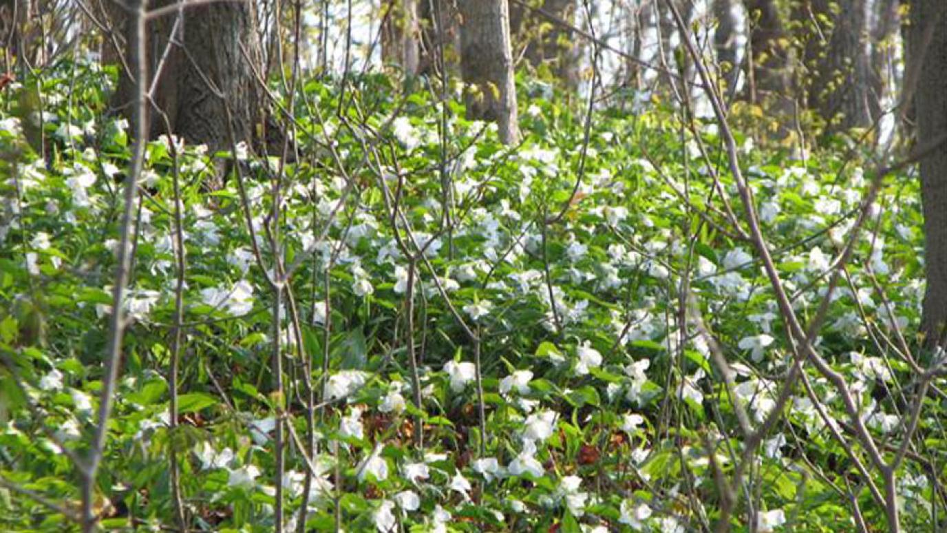 Field of trilliums at Riverstown landfill