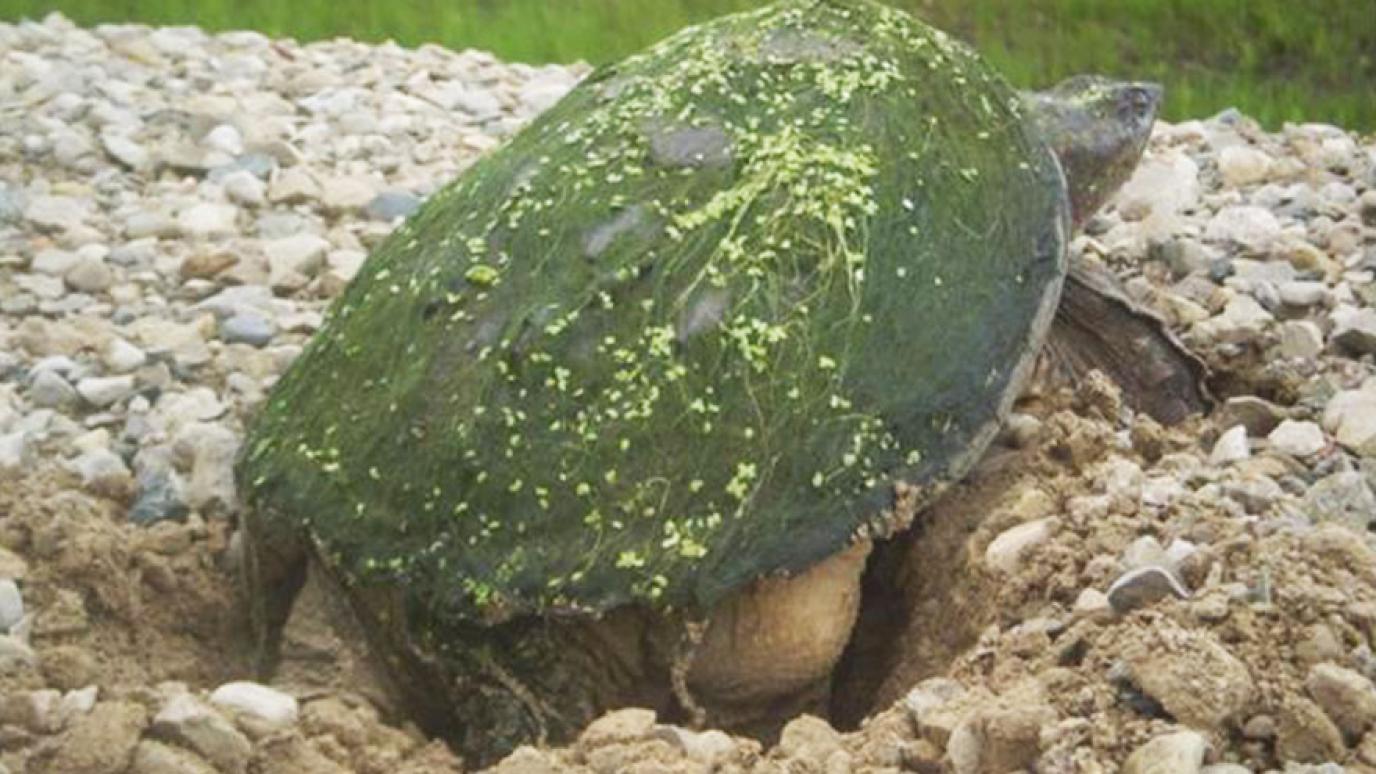 Snapping turtle laying eggs at Harriston Waste Facility