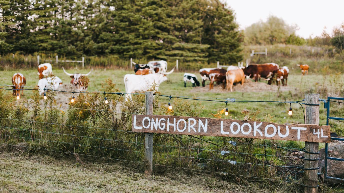long horn cattle in a pasture