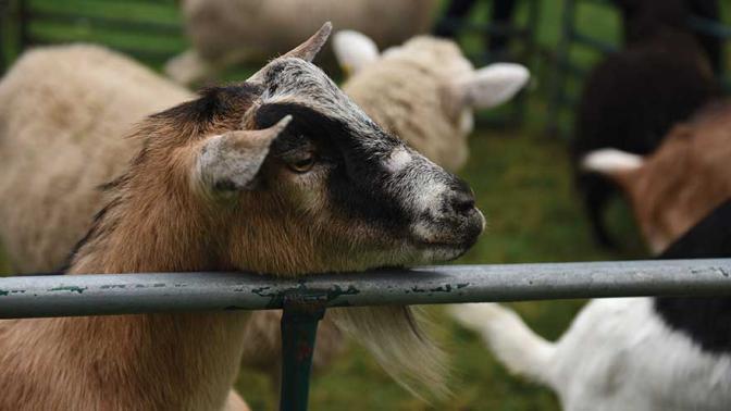 Goats in a fenced area