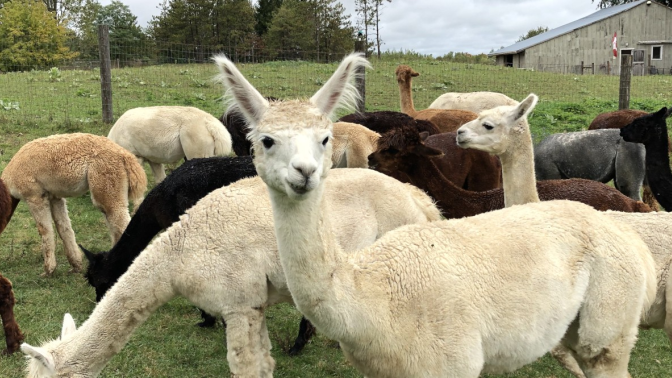 white and brown alpacas standing in a field