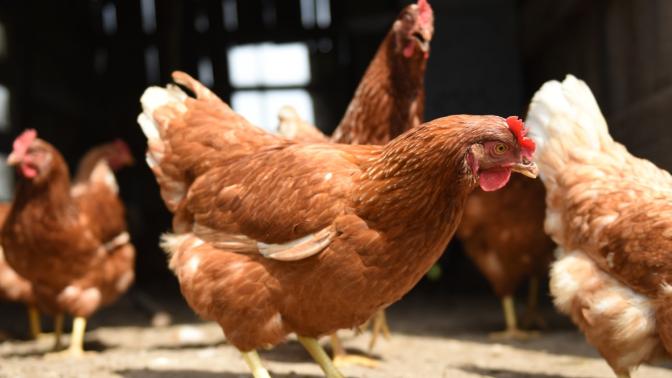 chickens