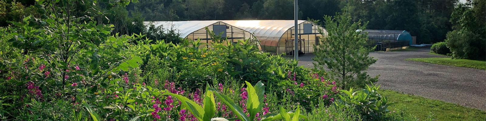 A greenhouse surrounded by lush greenery on a sunny day.