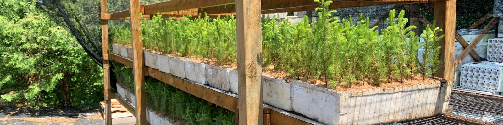 Shelves in a greenhouse filled with tree seedlings 