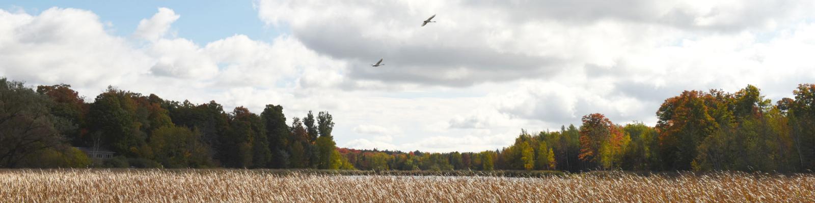 Field of wheat at the edge of a forest of trees and big blue sky with two birds flying by.
