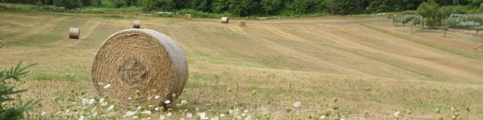 Haybales in a field