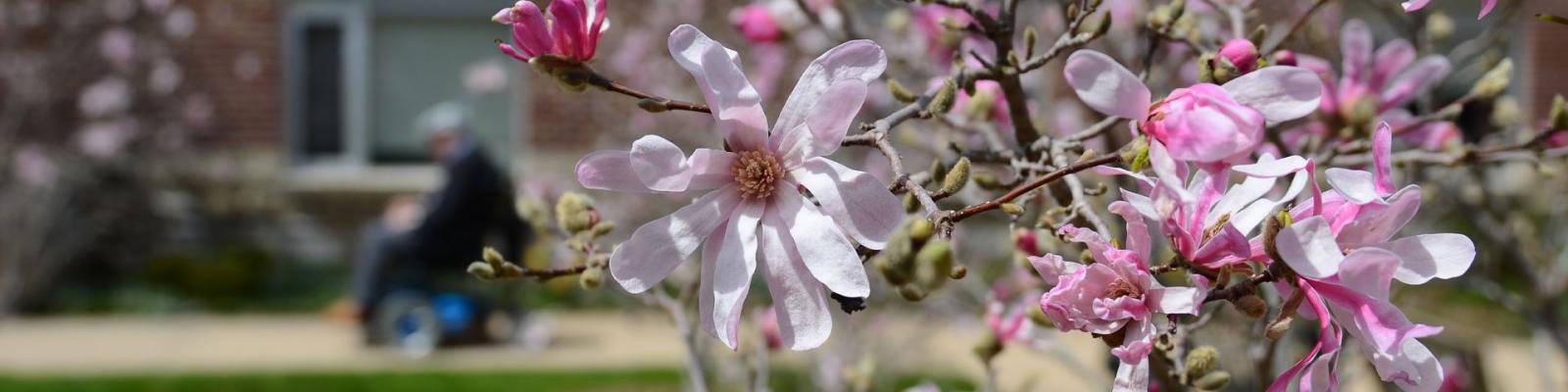Man in wheelchair outside the Wellington Terrace blurred in background with beautiful magnolia blossoms in the foreground