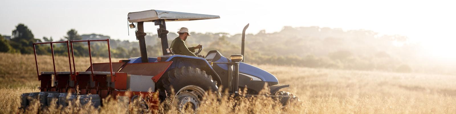 Man on a tractor ploughing a field of wheat at sunrise