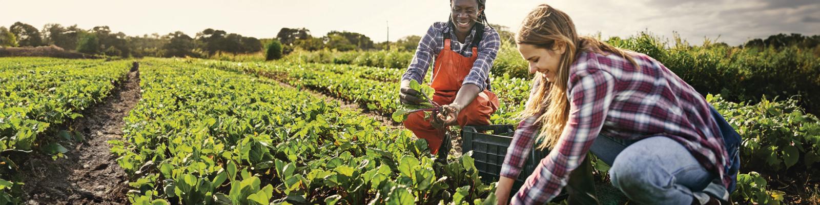 Two female farmers working in a field