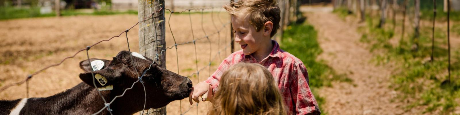 kids feeding a cow through a fence on a farm