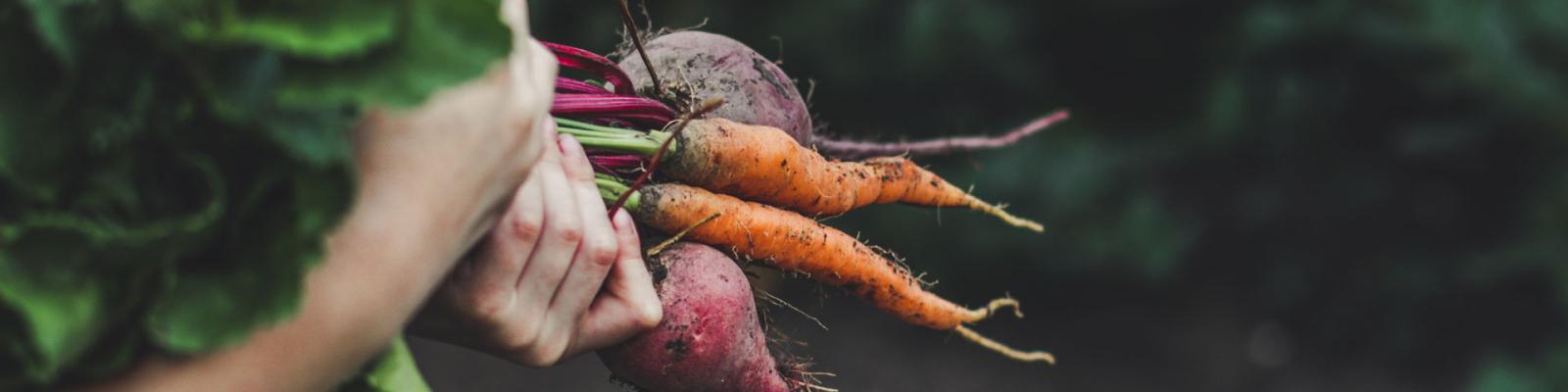 Freshly pulled vegetables