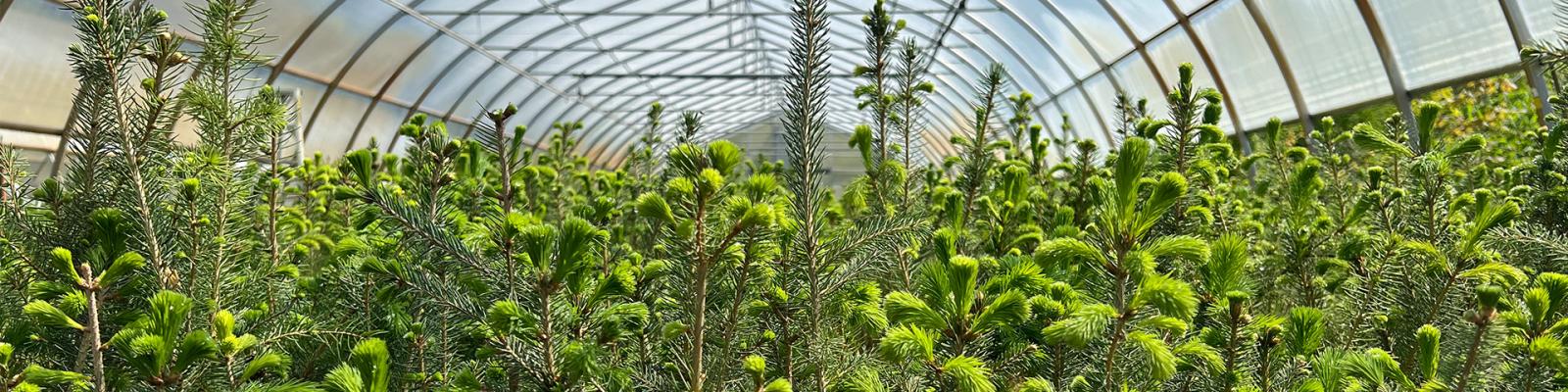 Close-up photograph of hundreds of Green Legacy seedlings in a greenhouse.