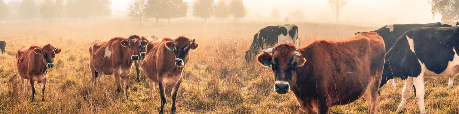 Cows in a Grassy Paddock at Sunrise