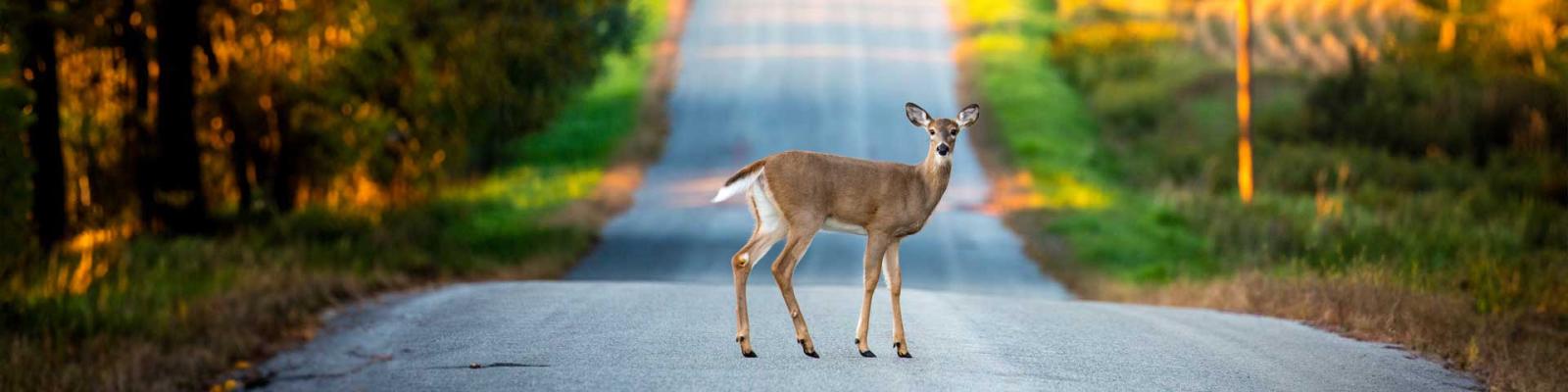 White tail deer standing in the middle of a rural road in September