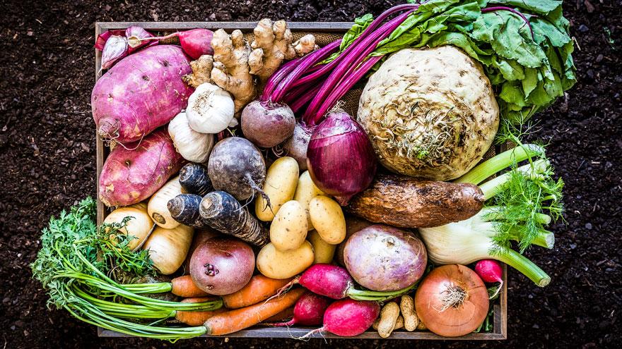 Crate bursting with colourful, freshly harvested vegetables on a bed of black earth