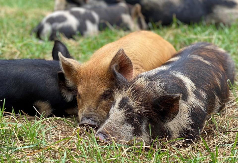 heritage piglets cuddling together