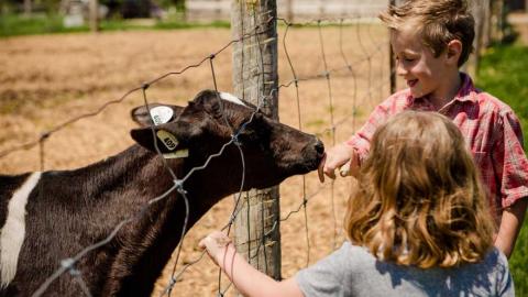 kids feeding a cow through a fence on a farm