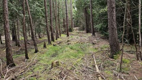Unmaintained trail with sticks, moss, and tall trees surrounding it.