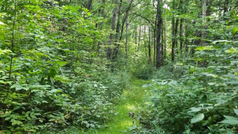 An unpaved green path surrounded by tall leafy trees.