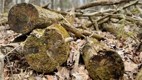 Three moss covered logs piles on dried leaves along a tract.
