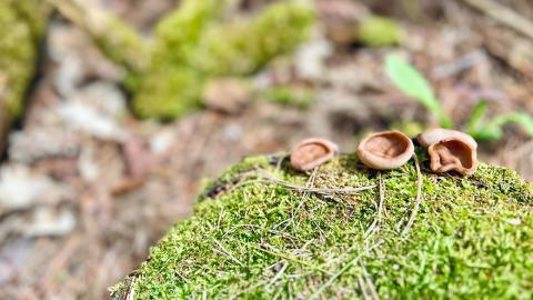 Three small mushrooms on a moss-covered log.