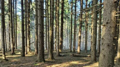 A Forest Tract
