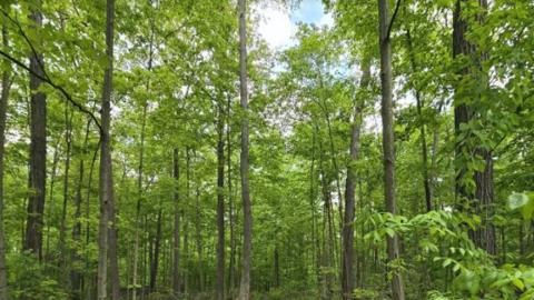 Dozens of leafy trees stand tall with a small opening showing a blue sky and sun shining.