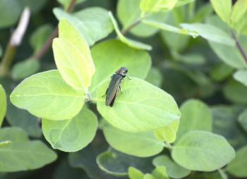 An "Emerald Ash Borer" resting on a honeysuckle branch.
