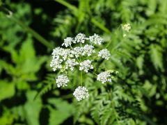 Wild chevril weed