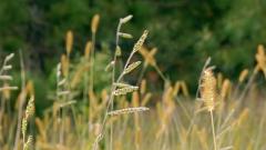 Field with long blades of Woolly Cupgrass standing tall. 