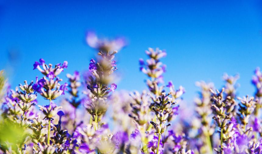 field of lavender