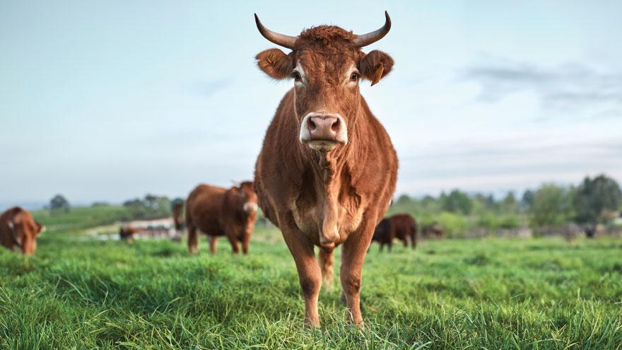 Cow stands in a field looking directly at the camera, more grazing cows dot the field behind them