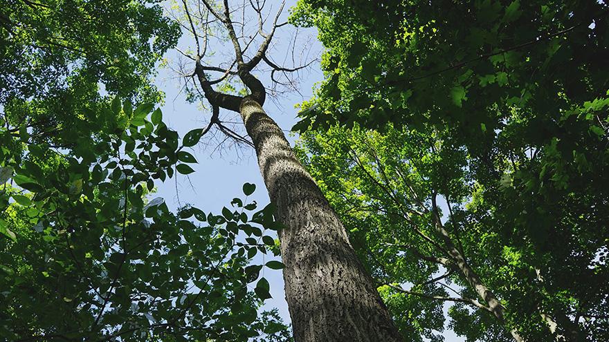 Dying ash tree surrounded by healthy trees and reaching up towards a bright sky.