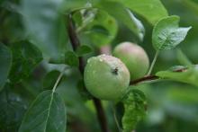 Closeup of an apple growing on a tree