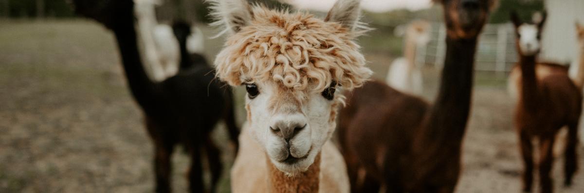 close up of alpacas