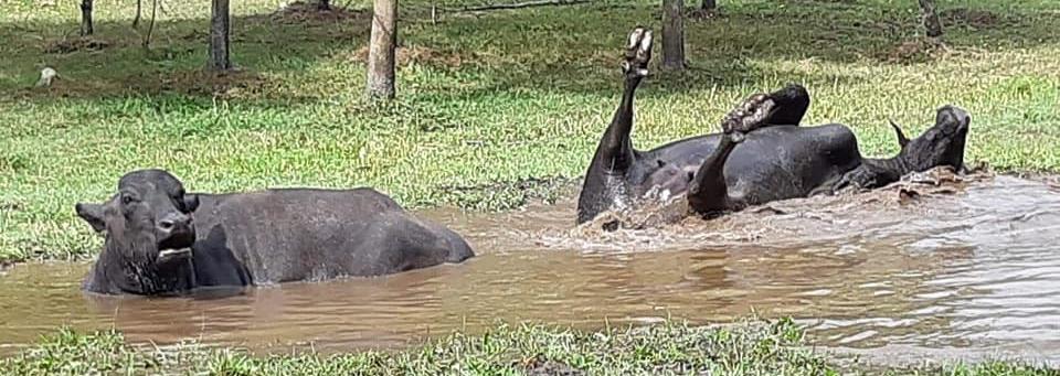 water buffalo rolling on a pond