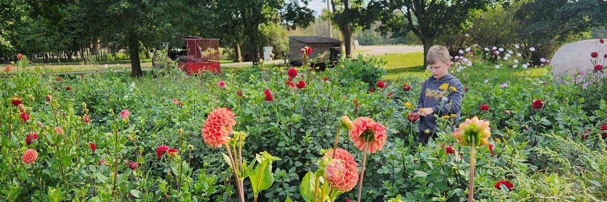 farm garden with flowers