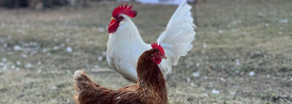 close up of a white and brown chickens