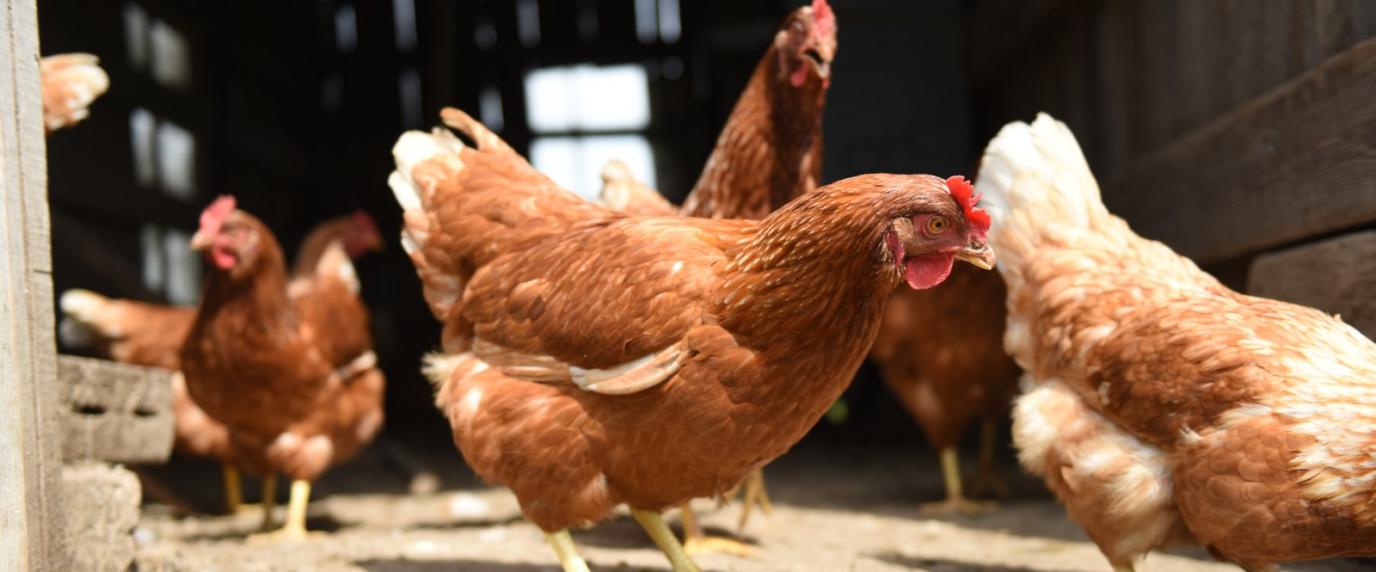 chickens